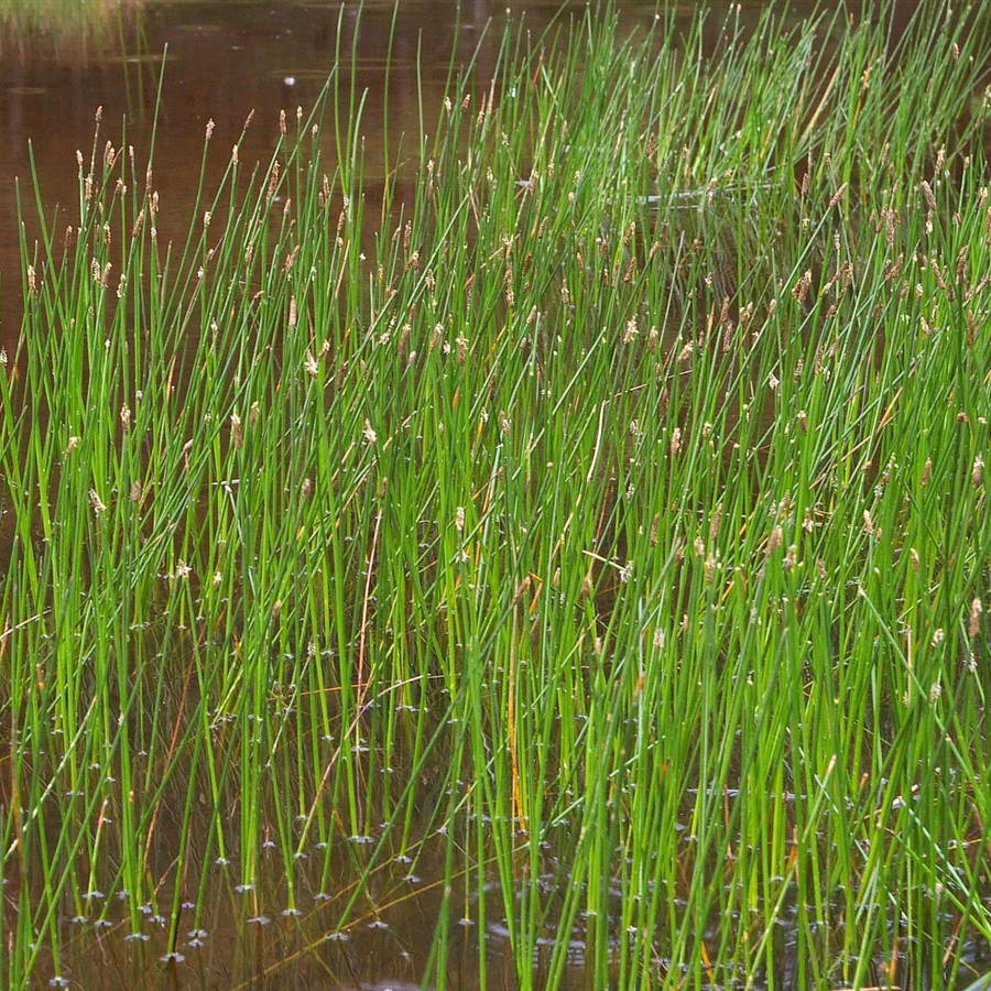 Eleocharis palustris Mocsári csetkáka